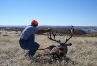 SPREAD:30 5/8 inches
ANTLERS:5x4
