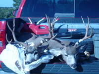 SPREAD:22
ANTLERS:4x4
