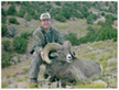 desertbighorn