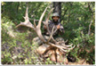 ElkPhoto