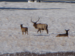 Paintrocks Elk 002