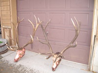 SCORE:364
SPREAD:39.5
ANTLERS:6x6
