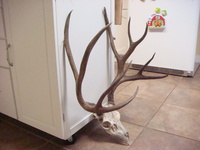 SCORE:174
SPREAD:19 3/4
ANTLERS:4x6
