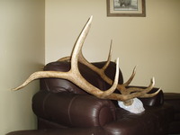 SCORE:331
SPREAD:38
ANTLERS:5x5
