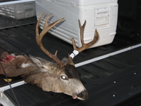 SCORE:120
 SPREAD:19
 ANTLERS:5x4
  