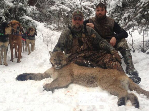 Colorado Trophy Class Cougar / Mountain Lion Hunt