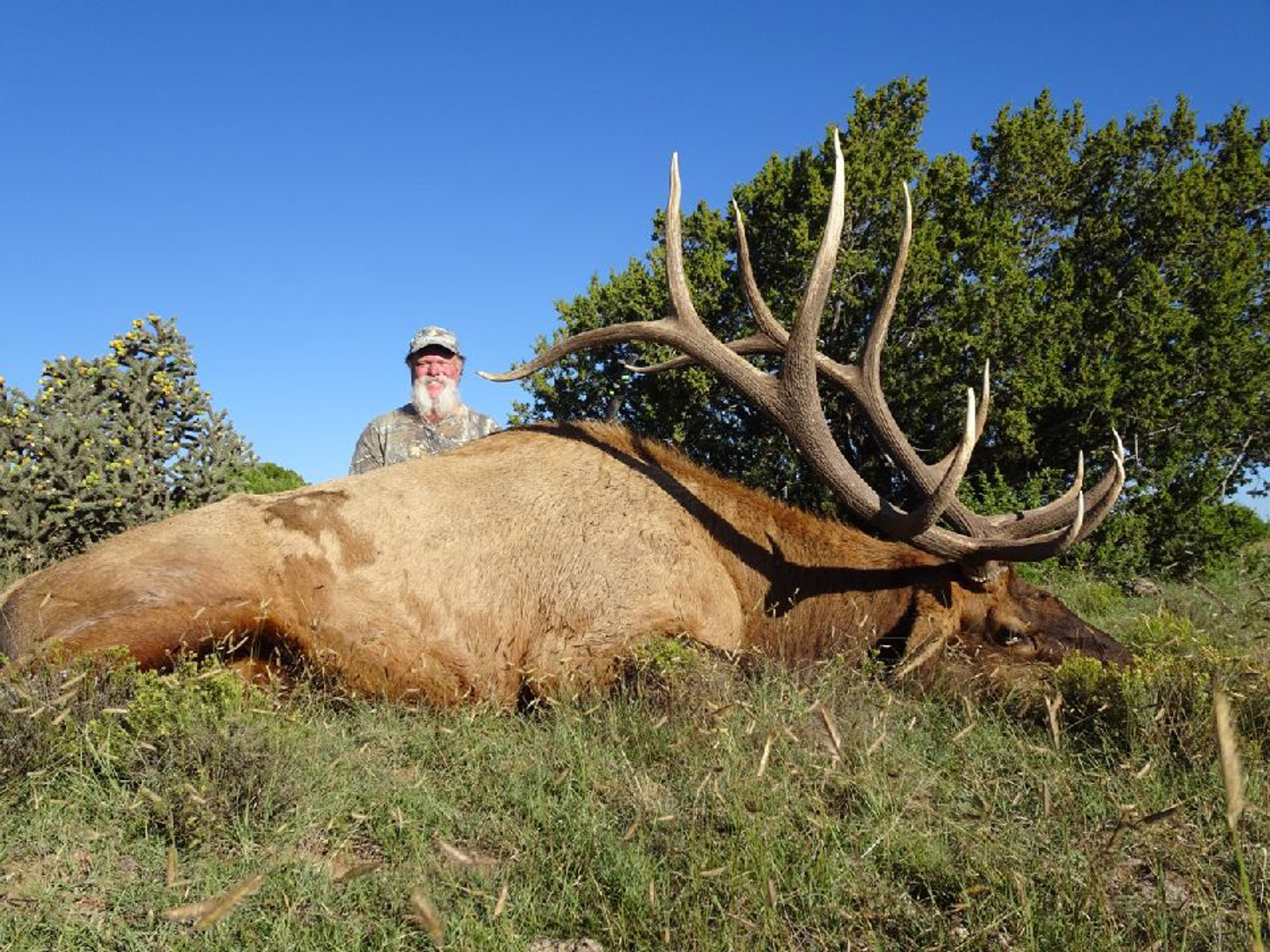 New Mexico Private Land Elk Hunt Guaranteed Tags