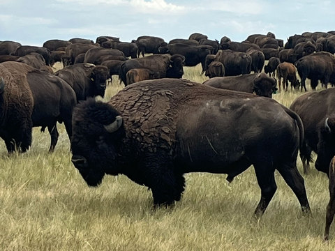 South Dakota Private Land Bison Hunt