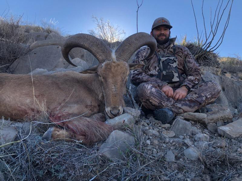 New Mexico Private Land Barbary Sheep