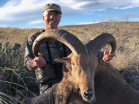 New Mexico Private Land Barbary Sheep