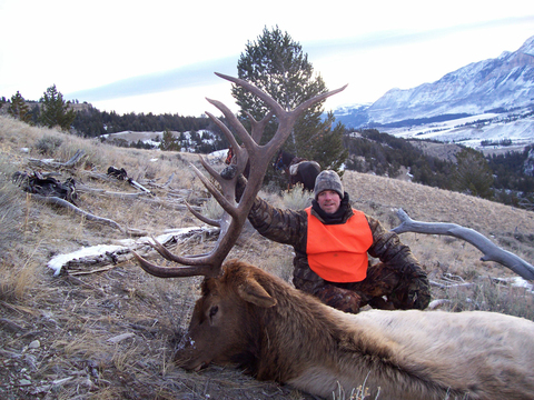 Wyoming Bull Elk Unit 51 just Outside Yellowstone
