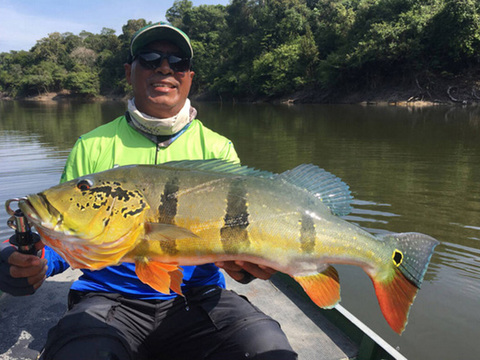 Giant Amazon Peacock Bass