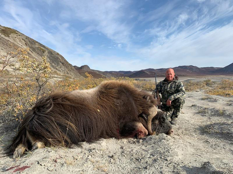 Greenland Fall and Winter Muskox Hunts