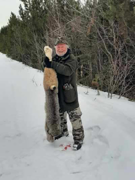 British Columbia Winter Lynx