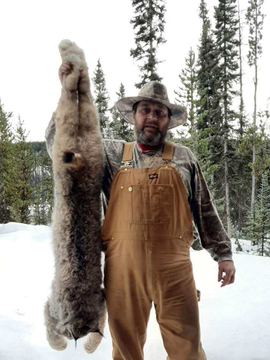 British Columbia Winter Lynx