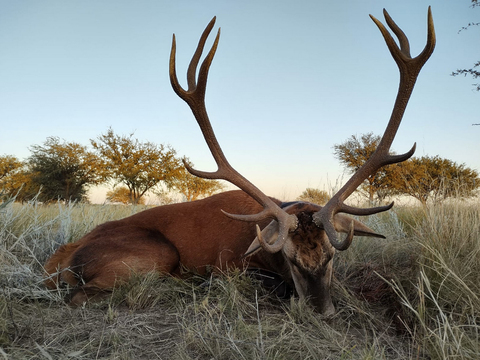 Argentina Free Range Red Stag on Private Land