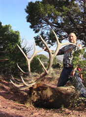 Exceptional Colorado Bull